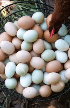 Jajka pastwiskowe 10 sztuk